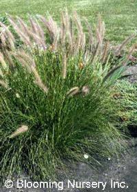 Pennisetum setaceum                               